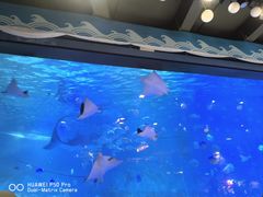 -烟台海昌鲸鲨海洋公园