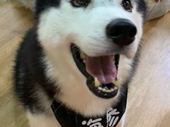 -Husky Go! 哈士奇体验馆·宠物咖啡厅狗咖