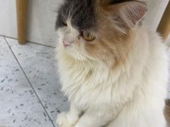 -喵园·猫主题咖啡厅·撸猫·猫咖(国贸店)