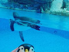 -帝企鹅自助餐厅•儿童岛•真企鹅(长隆企鹅酒店)