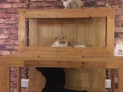 -喵园·猫主题咖啡厅·撸猫·猫咖(国贸店)