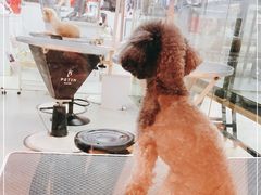 -momokira米努特·德文卷毛猫·棉花面纱犬