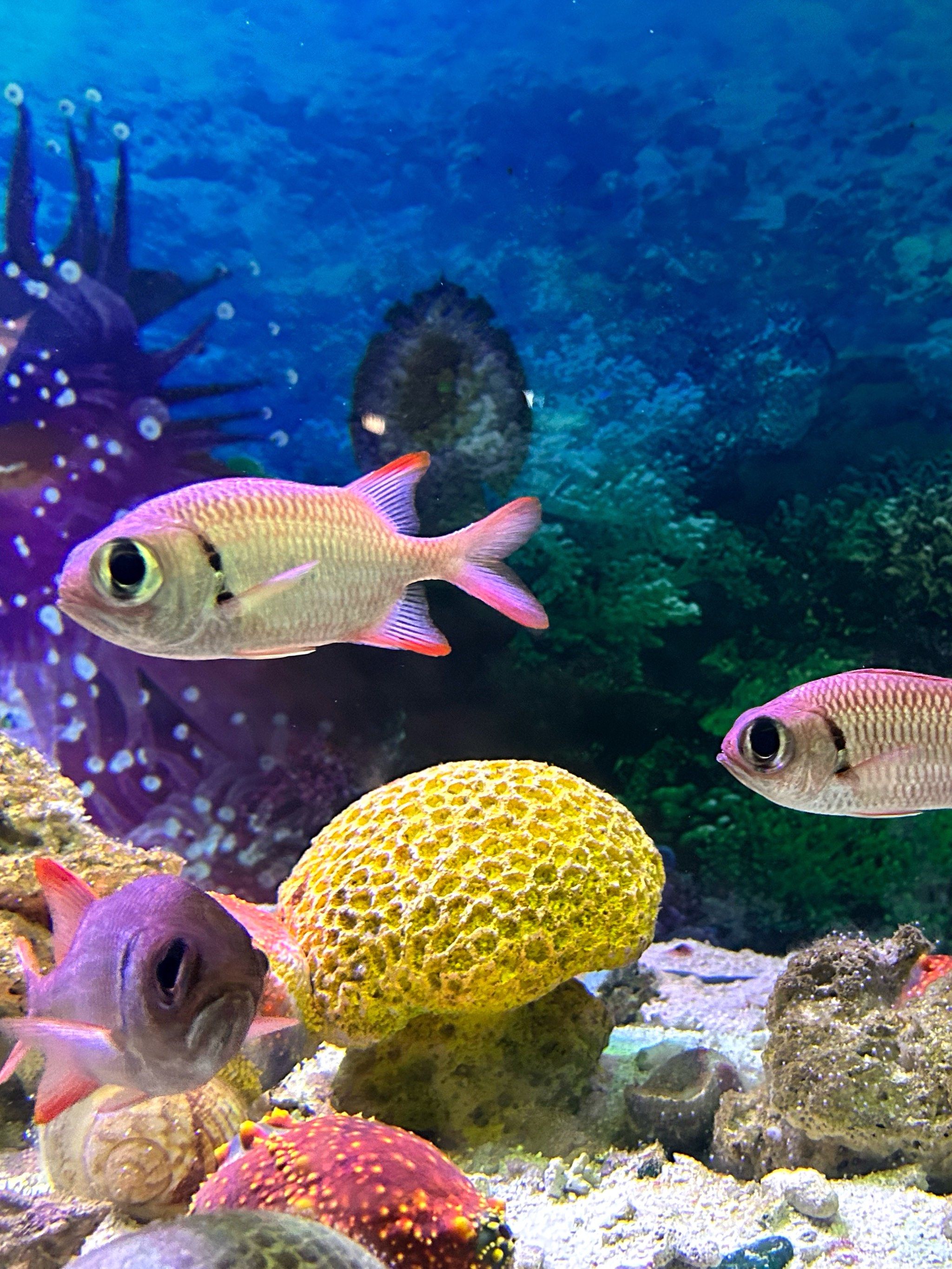 夜晚水族馆的奇幻之旅