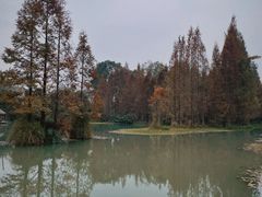 -桤木河湿地公园