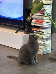 -飛凡TATTOO纹身•原创