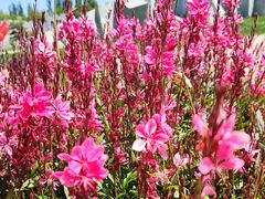 -北京国际鲜花港