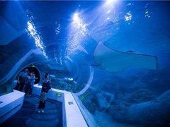 -芜湖新华联大白鲸海洋公园