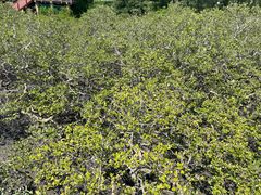 -北海金海湾红树林生态旅游区