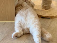 -CAT’S MEWSTAR CAFE·喵星球猫屋(晴湾咖啡店)