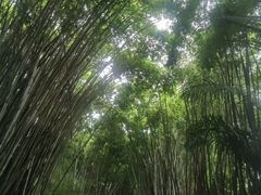 -海南热带野生动植物园