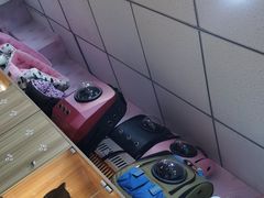 -喵百万·布偶·蓝金金渐层英短·猫舍(百子湾店)