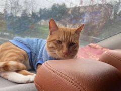 -瑞鹏瑞爱宠物医院·全科·猫科·血液透析中心(龙头寺店)