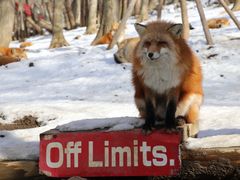 -宫城藏王狐狸村