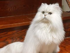 -猫大福·Fortune Cat猫舍(百子湾店)