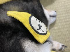 -逗柴咖啡屋·狗咖猫咖宠物桌游