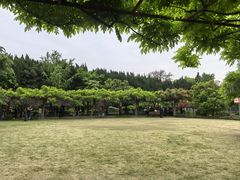 -嘉定紫藤园