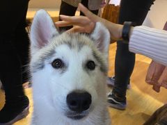 -Husky Go! 哈士奇体验馆·宠物咖啡厅狗咖