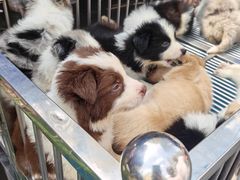 -哈尔滨道外花鸟鱼市场