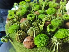 -小苍兰风铃草蛋糕甜品(沈阳店)