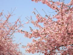 -上海辰山植物园