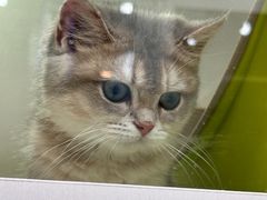 -青奢宠物·青奢猫舍