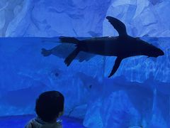 -芜湖新华联大白鲸海洋公园