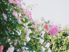 -贡湖湾湿地公园