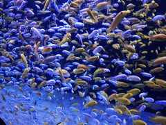 -成都浩海立方海洋公园