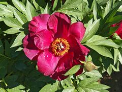 -国家植物园南园