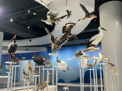 -盐城丹顶鹤湿地生态旅游区