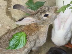 -栾川竹海野生动物园