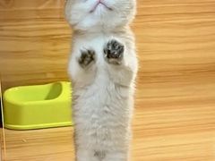 -猫十亿·布偶金渐层·曼基康矮脚猫舍(青年路店)