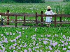 -白鹭湾湿地公园