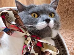 -佑安动物医院·全科·内窥镜中心(幸福巷店)