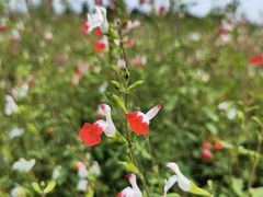 -中国香山·寿香谷