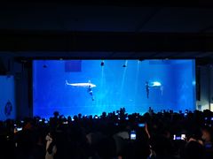 -芜湖新华联大白鲸海洋公园