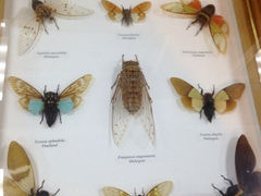 iphone_upload_pic-上海大自然野生昆虫馆