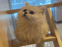 -爪爪喵星球·猫舍(前海卓越店)