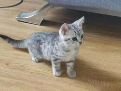 -瑞鹏宠物医院·爱宠堂·骨外专科(西荷分院)