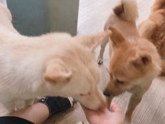 -柴犬高等学院·狗咖·柴犬售卖·宠物训练