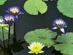 -国家植物园南园