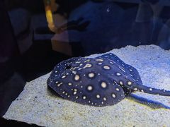 -上海海洋水族馆