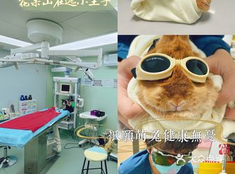 萌兔的一场健康之旅｜关忠动物医院