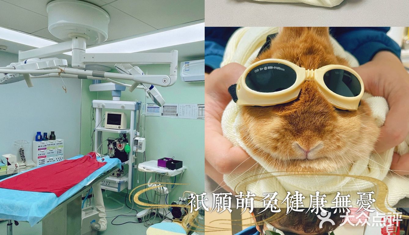 萌兔的一场健康之旅🚢｜关忠动物医院🏥