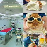 萌兔的一场健康之旅🚢｜关忠动物医院🏥