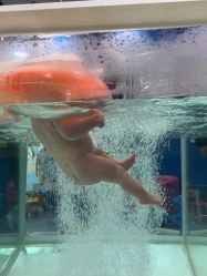 -海豚啵啵体智能游泳馆(惠山万达广场店)