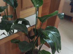 -龙大花卉苗木市场