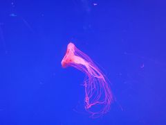 -芜湖新华联大白鲸海洋公园