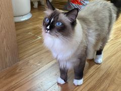 -MOCHA明星猫咖(田子坊店)