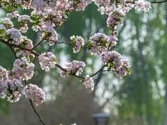 -海棠花溪(元大都城垣遗址公园)